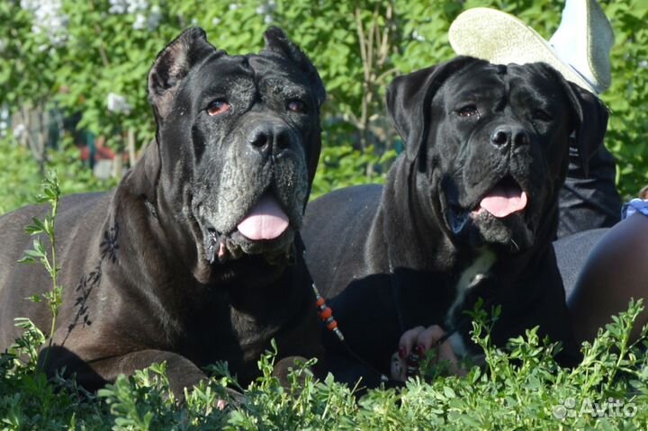 Питомник кане корсо Волгоградская область