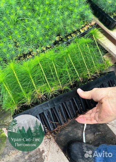 Зкс Сосна сеянцы Ели Лиственницы окс Голуб Горная