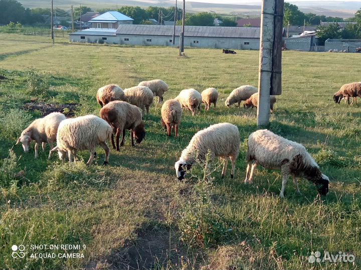 Овечки, ярки, баранчики