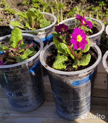 Многолетние садовые цветы разные