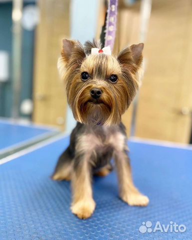 Стрижка собак, груминг