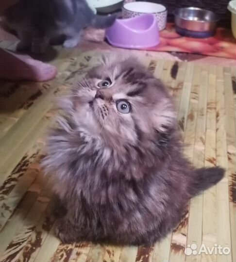 Шотландская вислоухая девочка