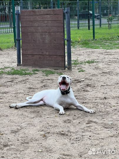 Собака в добрые руки