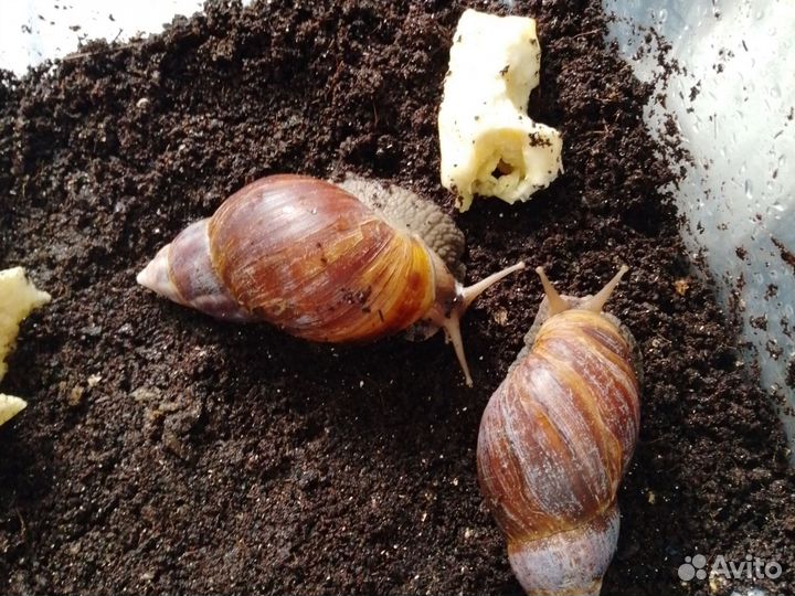 Улитки ахатины