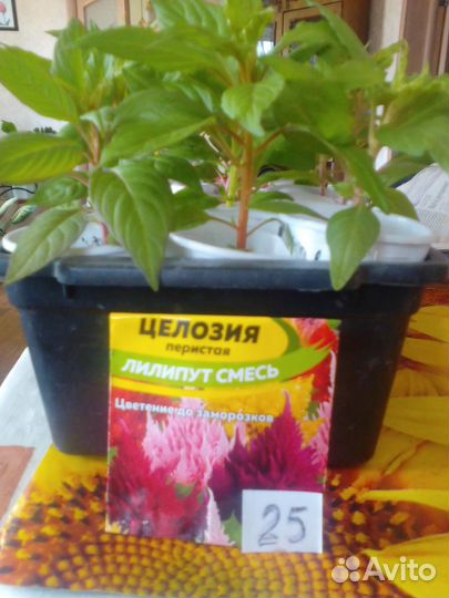 Целозия