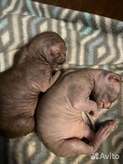 Котята корниш рекс, сладкие шоколадки