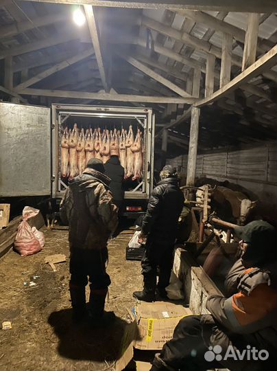 Овцы бараны козы крс