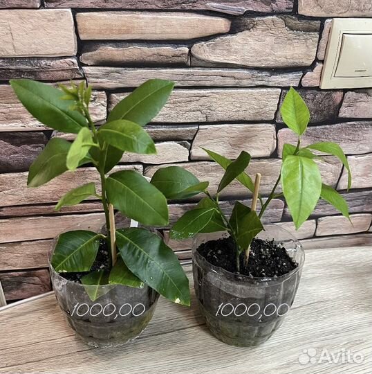 Лимон павловский плодоносящий