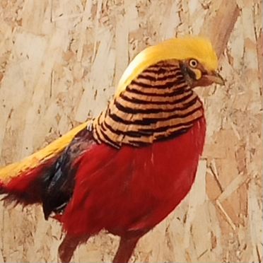 Инкубационное яйцо фазана