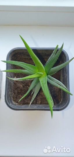 Суккуленты хавортия, алоэ, кактусы, крассула