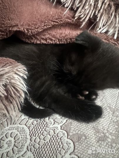 Котята британцы