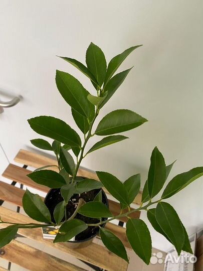 Лимон Мейер