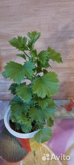 Бегонии и Пеларгонии