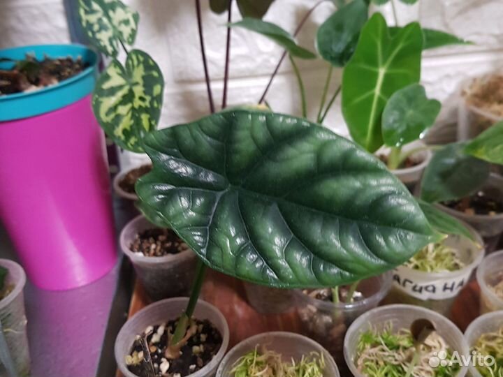 Алоказия Стнуата