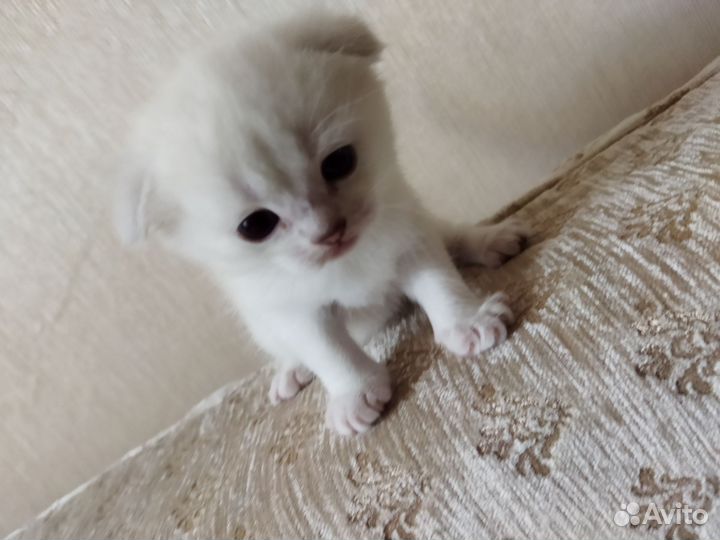 Шотландские вислоухие котята