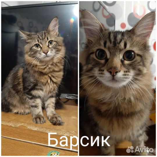 Котик в добрые руки