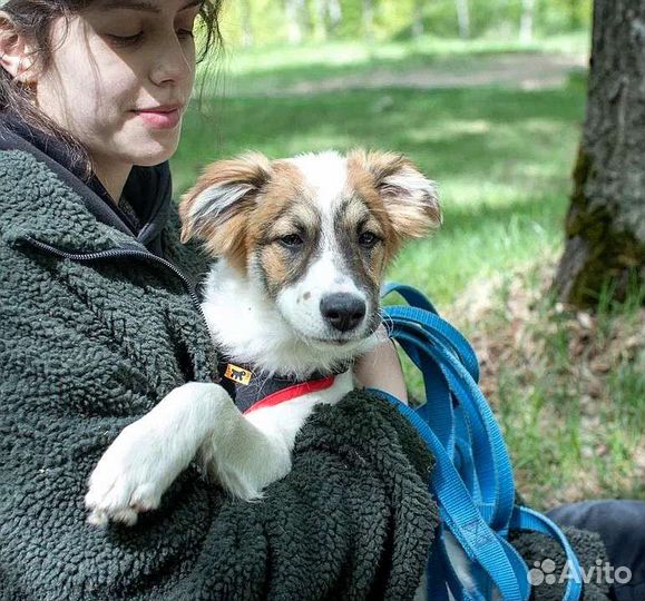 Щенок Элвис 6 месяцев ищет дом