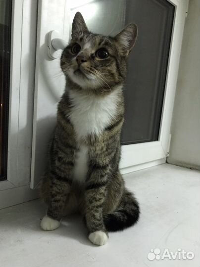 Домашнюю кошечку выкинули на улицу