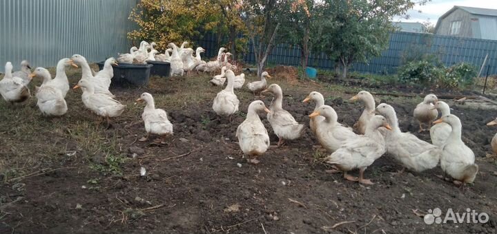 Утки черри велли