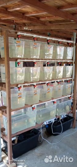 Мини ферма для разведения ракообразных