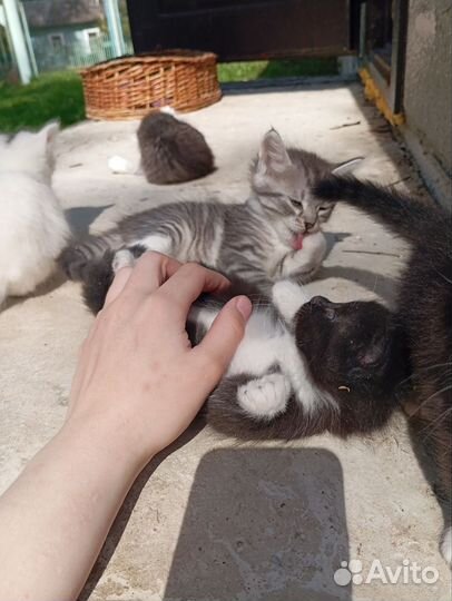 Котята в добрые руки