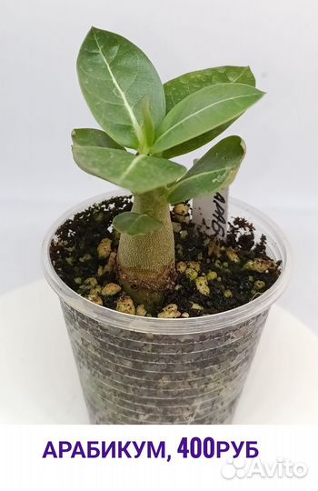 Саженцы адениум арабикум