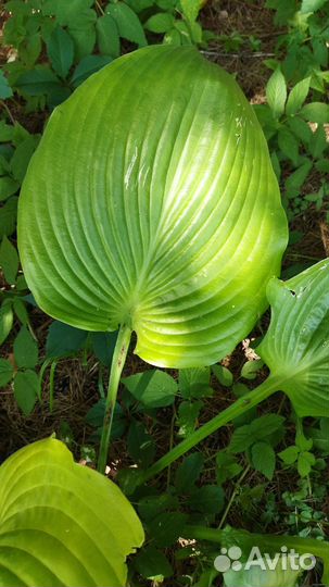 Хоста Jurassic Park