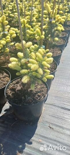 Ель Биалобок