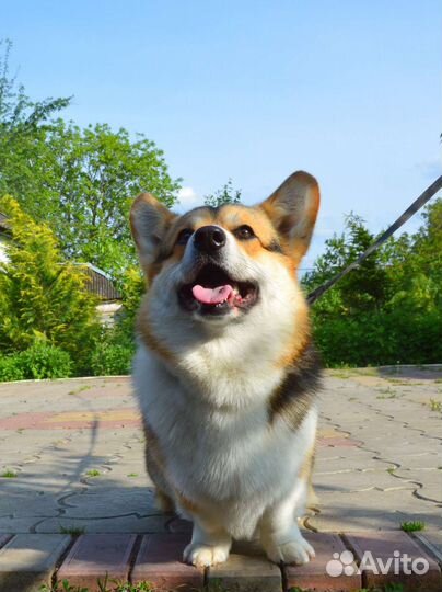 Вельш-корги пемброк вязка