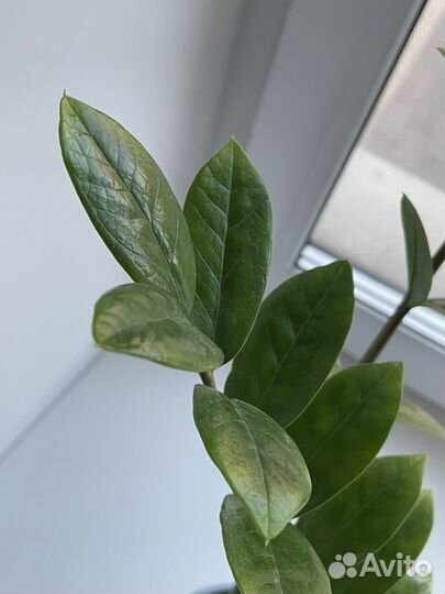 Замиокулькас до 07.08