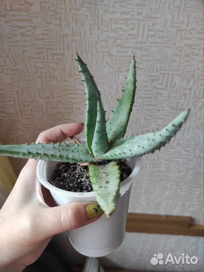 10 взрослых разных суккулентов в одни руки