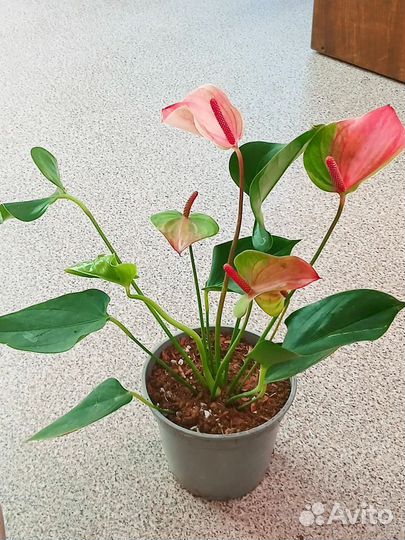 Антуриум Мистик