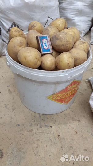 Картофель