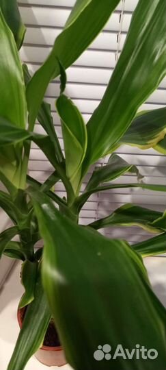 Драцена голд