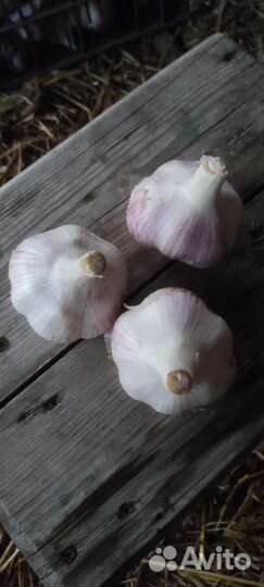 Чеснок озимый