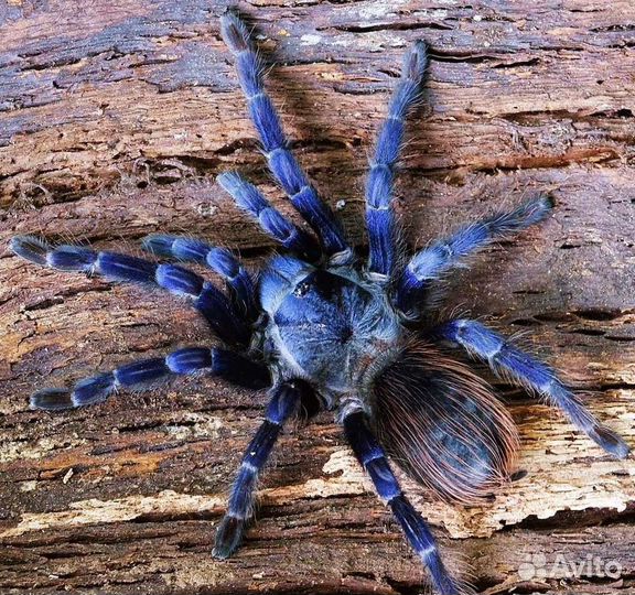 Паук-птицеед