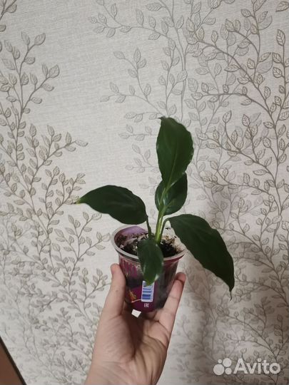 Спатиффилум