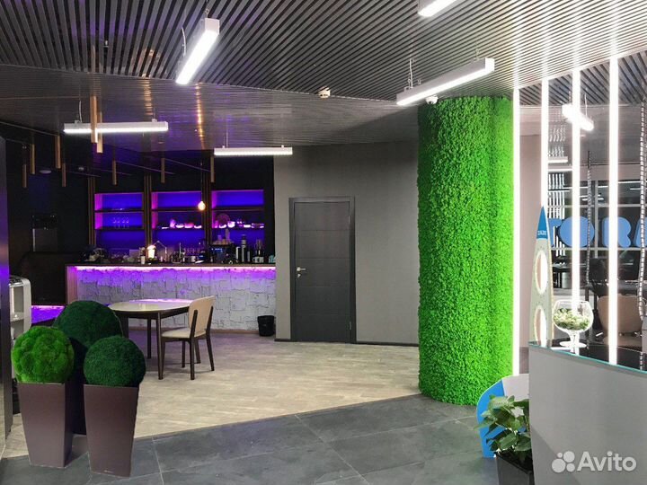 Мох Растения Фитостены