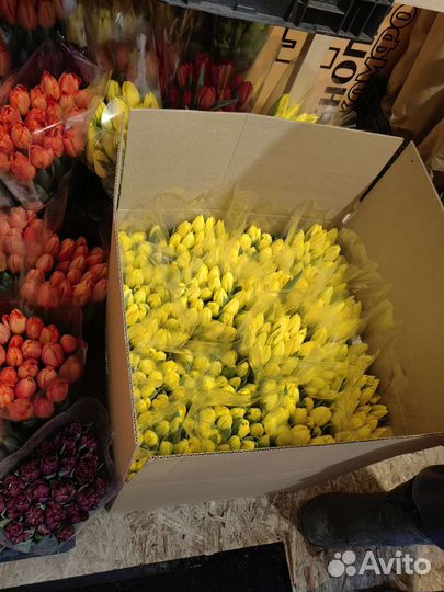 Тюльпаны оптом