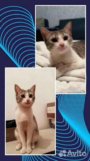 Котенок в добрые руки