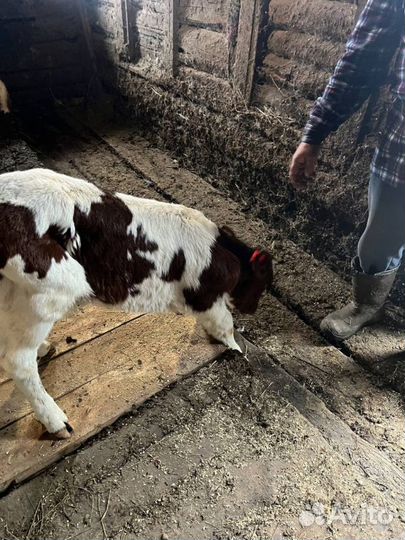 Телята бычки доставка