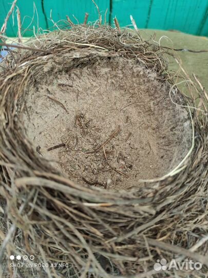 Гнездо дрозда певчего