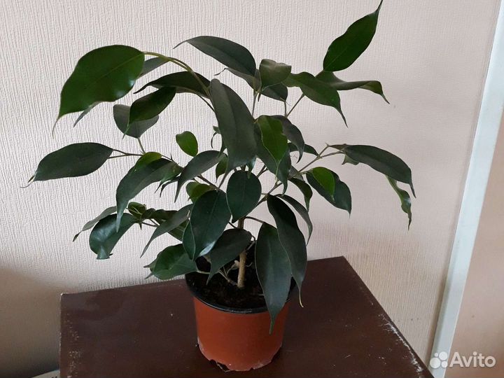 Домашние растения