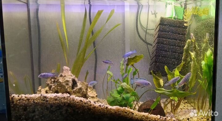 Аквариум с тумбой 60 литров