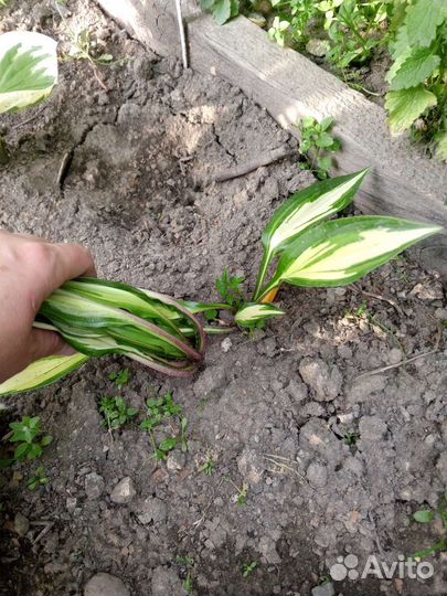 Хосты. Патриот, Черри Берри, Эль Ниньо и др