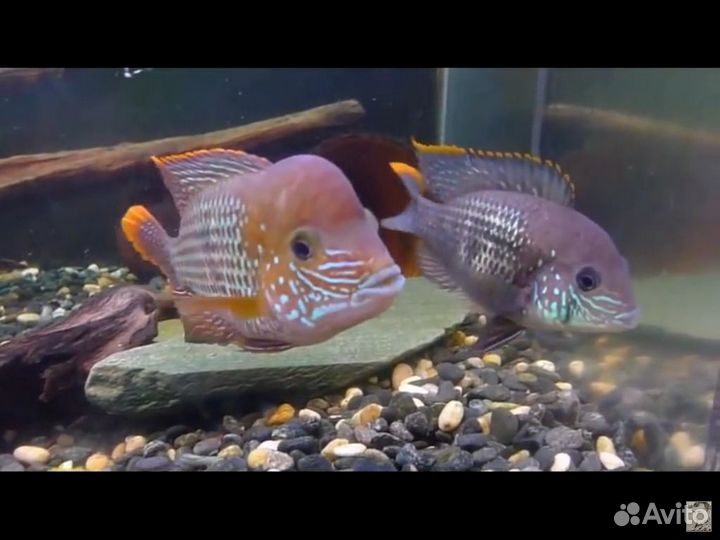 Продам рыбок