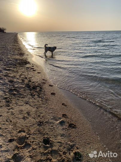 Крупный добрый умный пес