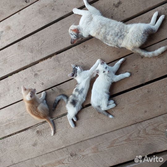 Котята в добрые руки