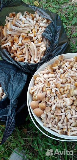 Грибы опята