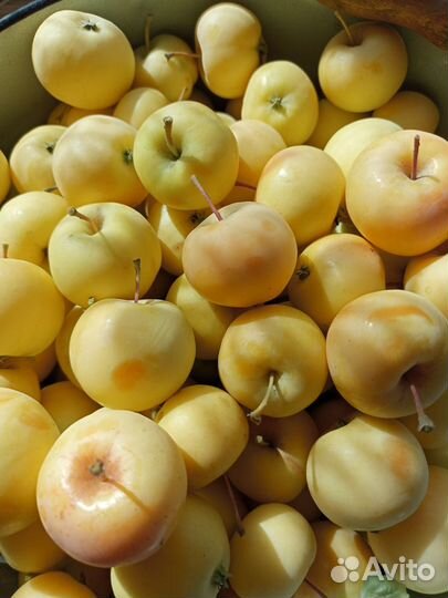 Яблочки